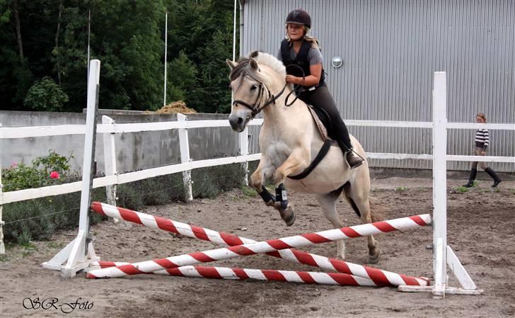 Fjordhest Flicka <3  - 50 år siden, idag springer vi meget højere! :´ JegElskerDigPony ´ | <.3 billede 7