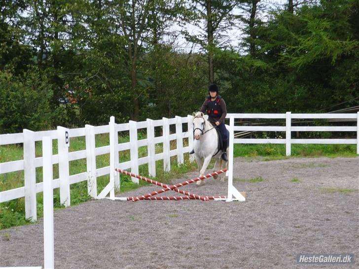 Welsh Pony (sec B) Samson (for altid savnet) billede 14
