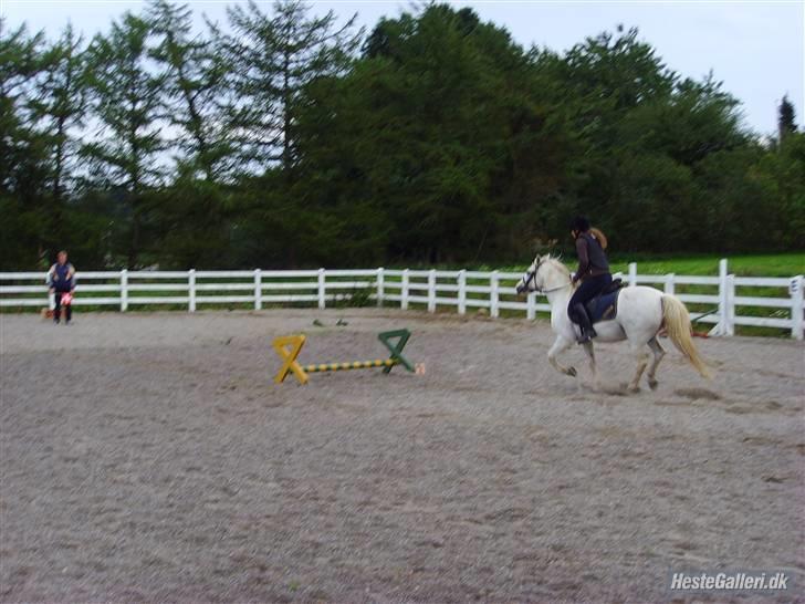 Welsh Pony (sec B) Samson (for altid savnet) billede 16