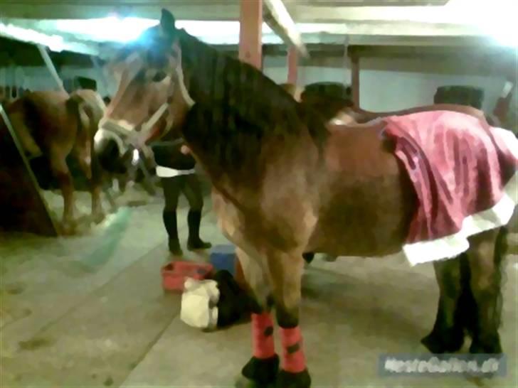 Nordsvensk Skovhest Baunehøj´s Regina billede 13