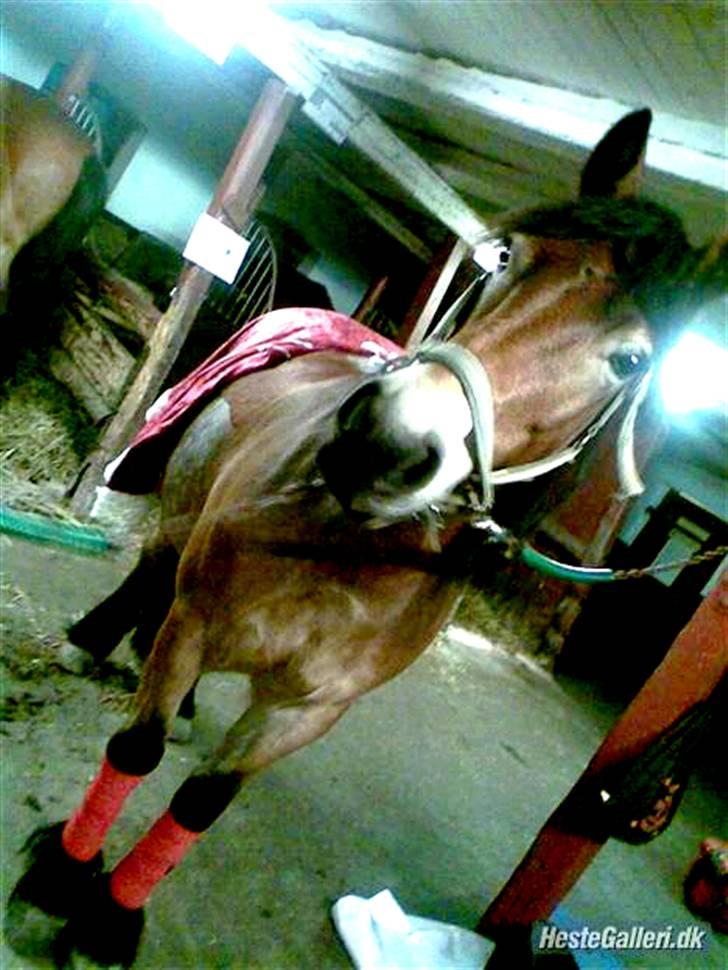 Nordsvensk Skovhest Baunehøj´s Regina billede 14