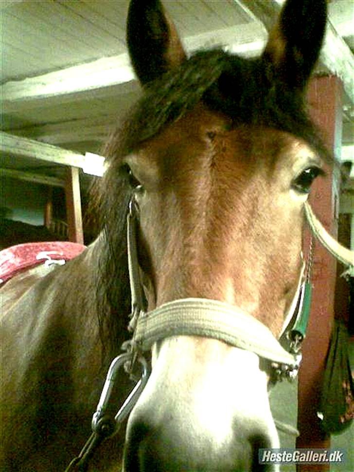 Nordsvensk Skovhest Baunehøj´s Regina billede 15