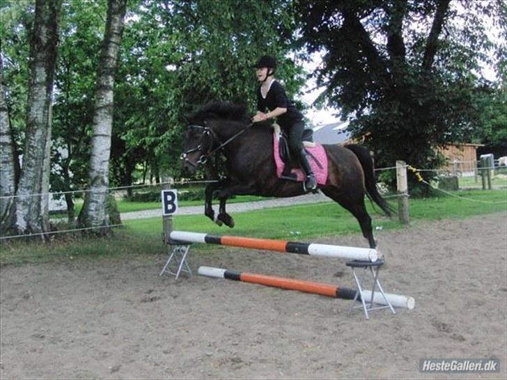 Anden særlig race Cindy  - Super fint spring, verdens bedste pony! <3 billede 16