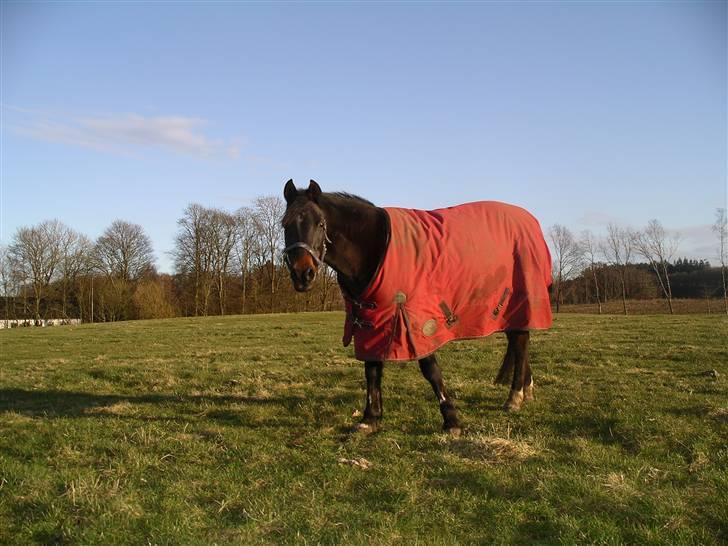 Anden særlig race Cindy  - smukke på marken og i sit flotte røde dækken ;) <3 foto : mig billede 17