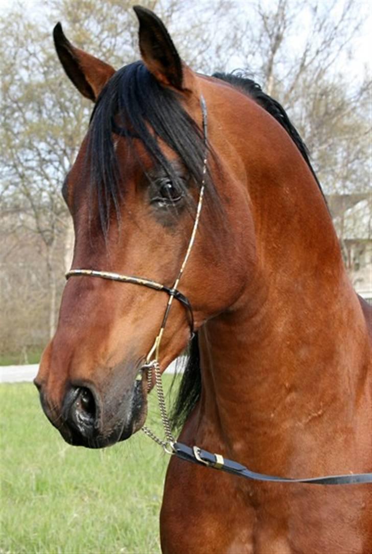 Shagya Araber (SH) Sarek db  billede 7