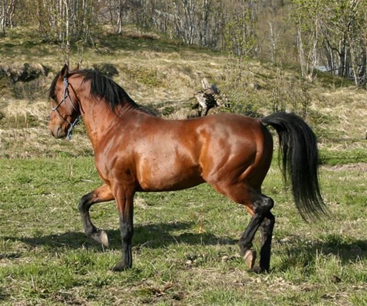 Shagya Araber (SH) Sarek db  billede 8