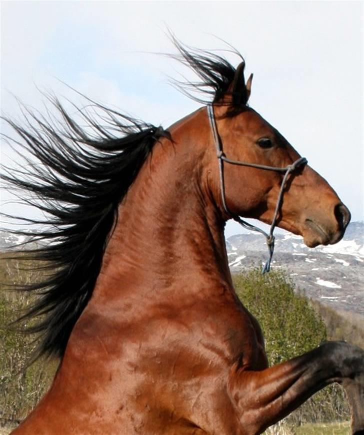 Shagya Araber (SH) Sarek db  billede 9