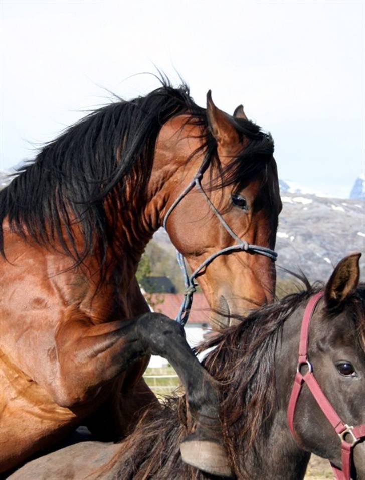 Shagya Araber (SH) Sarek db  billede 10