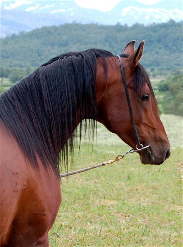 Shagya Araber (SH) Sarek db  billede 11