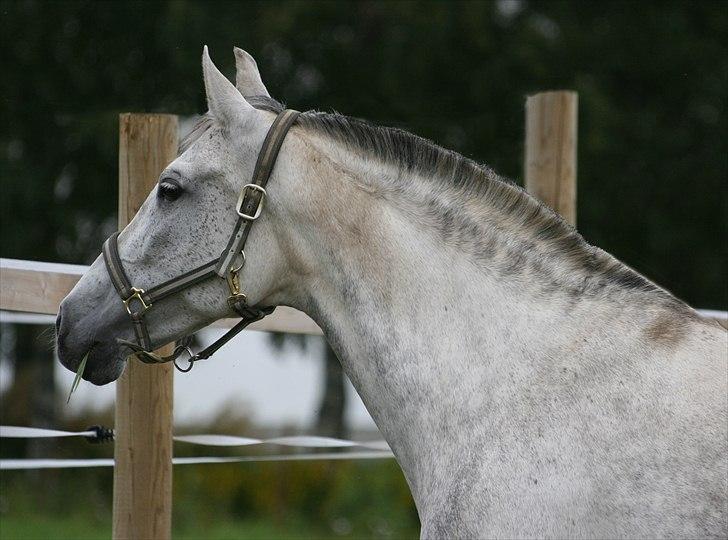 Pura Raza Española Nihilista1 billede 6