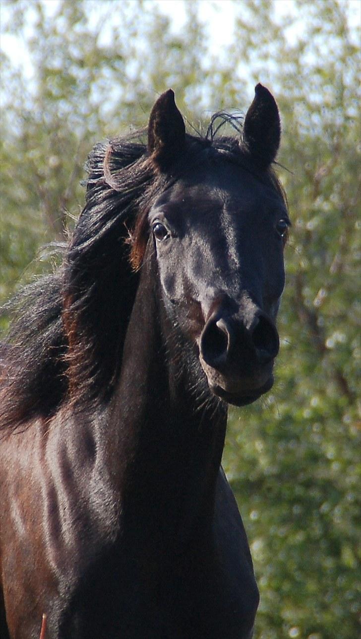 Arabisk fuldblod (OX) Naja Haje billede 5