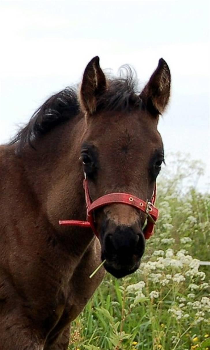 Arabisk fuldblod (OX) Naja Haje billede 11