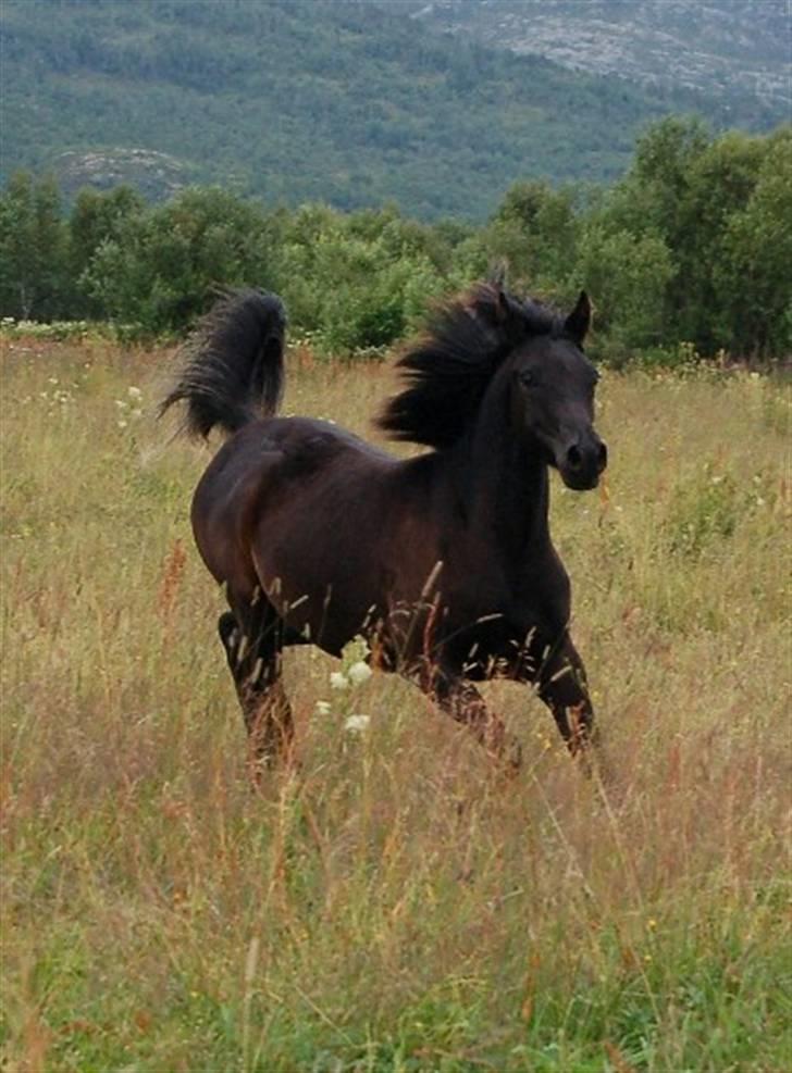 Arabisk fuldblod (OX) Naja Haje - 2 år billede 6