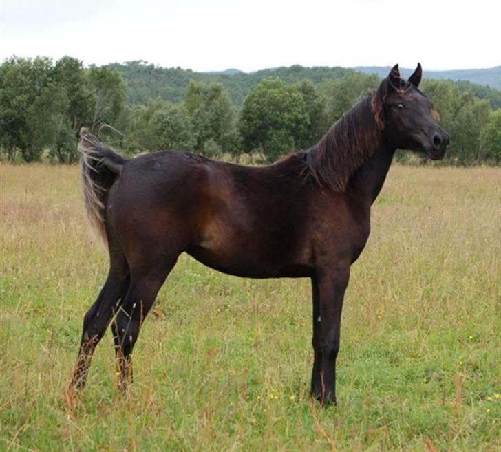 Arabisk fuldblod (OX) Naja Haje billede 7