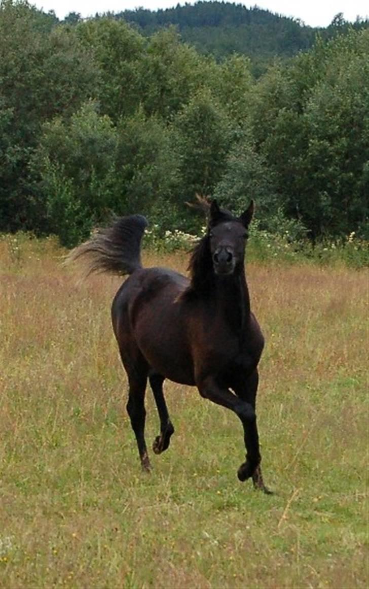 Arabisk fuldblod (OX) Naja Haje billede 8