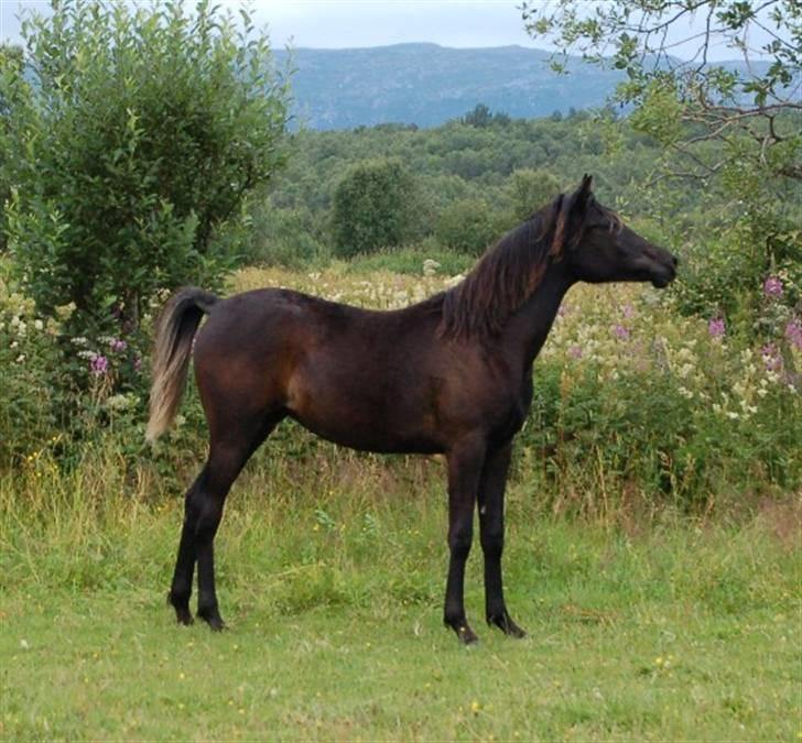 Arabisk fuldblod (OX) Naja Haje billede 9