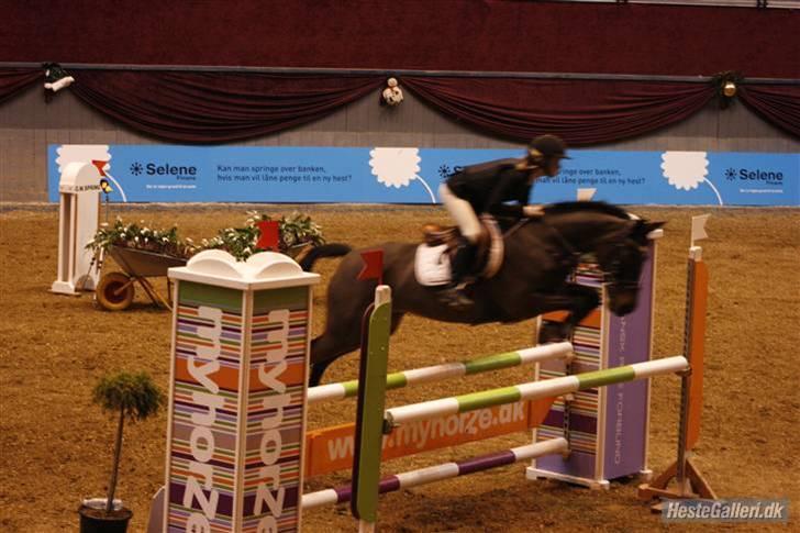 Anden særlig race Manuela  - til baltic cup finalen billede 7