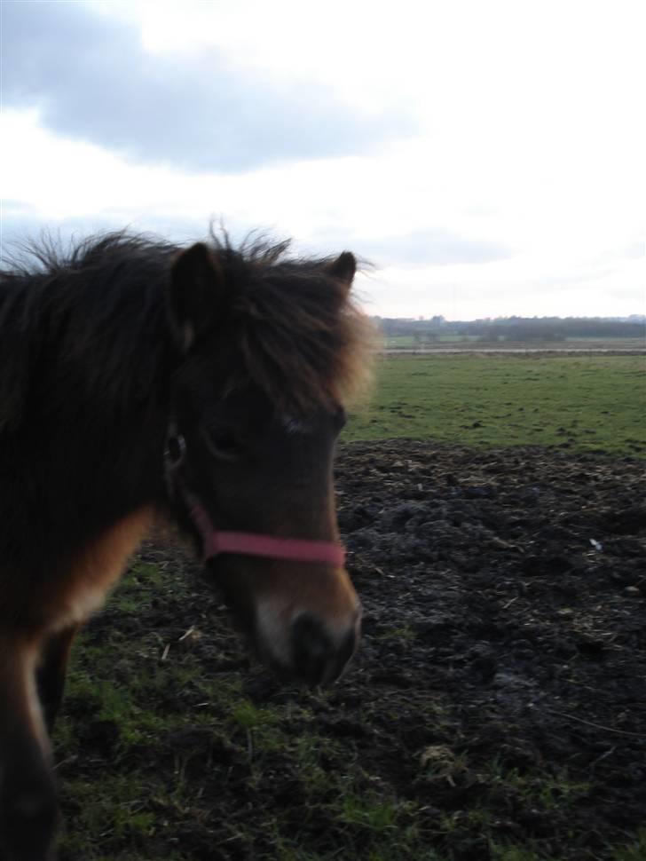 Anden særlig race Mulen - 30/12-08 billede 2