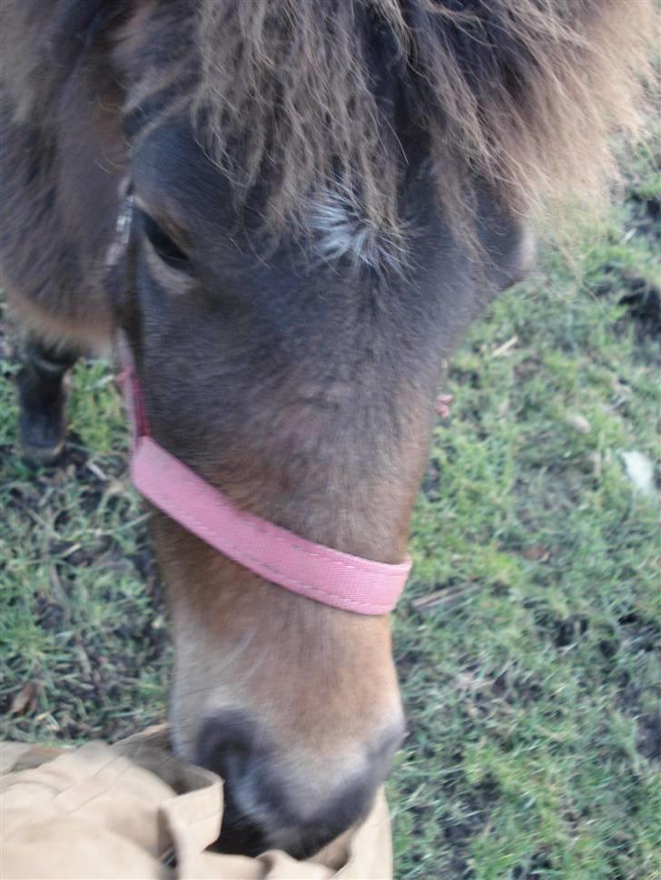 Anden særlig race Mulen - 30/12-08 billede 3