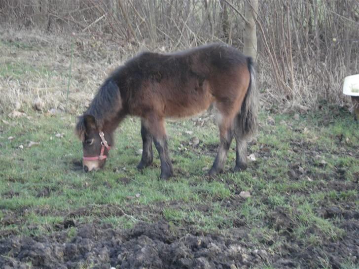 Anden særlig race Mulen - 30/12-08 billede 4