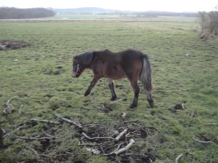 Anden særlig race Mulen - 30/12-08 billede 5