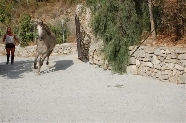 Pura Raza Española Bella Finata - I spanien billede 2