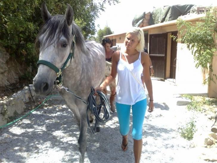 Pura Raza Española Bella Finata - I spanien billede 3