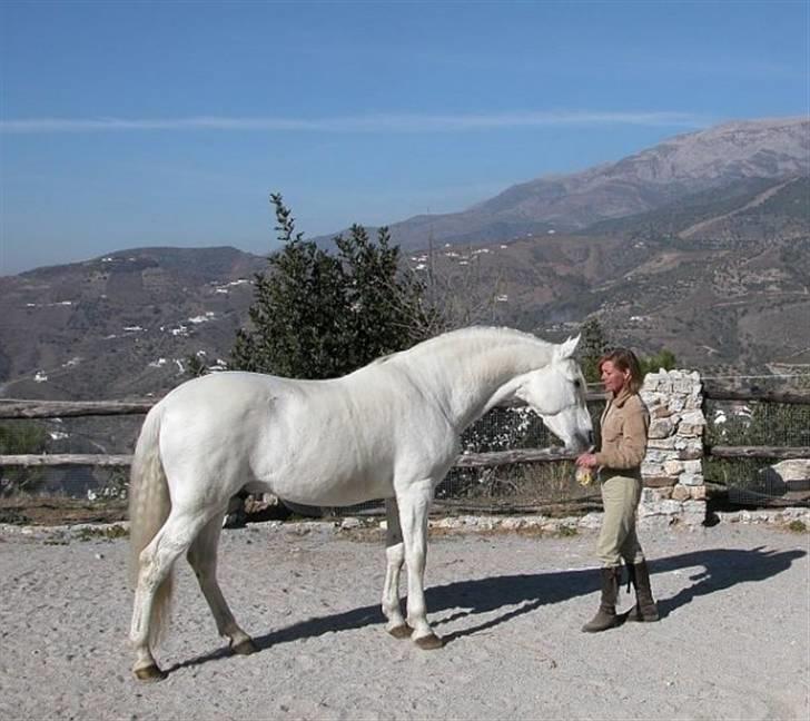 Pura Raza Española Bella Finata - Bella finata´s far gorrion X billede 4