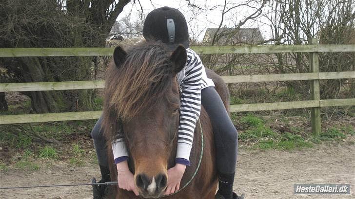 Islænder blanding Sigurd ¤Fortid¤ - velkommen til sigurds profil...  :) et forhold uden jern! <33  1 billede 1
