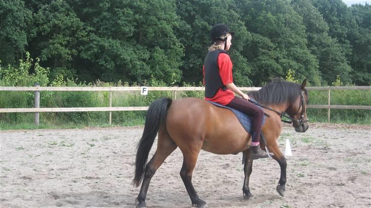 Anden særlig race Moonlight *SOLGT* - Jeg havde ikke redet i mega lang tid.. sidder som en .....:( billede 5