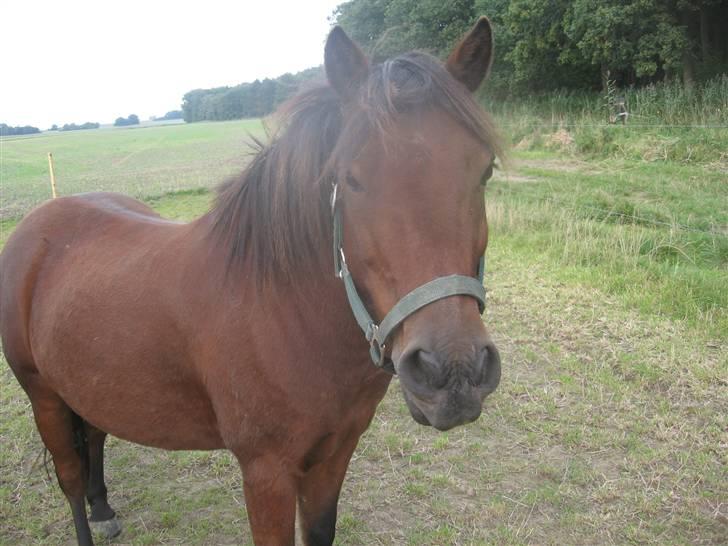 Anden særlig race Moonlight *SOLGT* - Ja min mor kunne ikke tage billede midt i springet.. billede 6