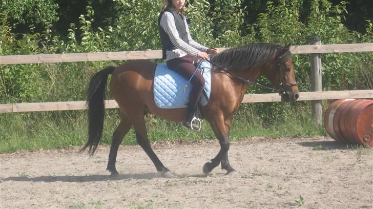 Anden særlig race Moonlight *SOLGT* - Her rider vi på bane billede 8