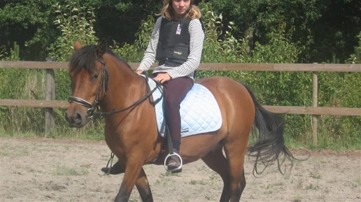 Anden særlig race Moonlight *SOLGT* - Her rider vi også på banen :D billede 9