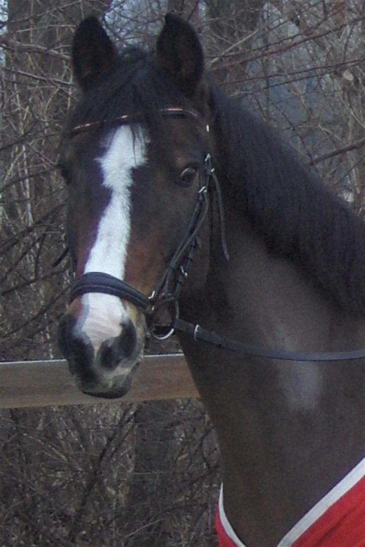 DSP Ringo   Død d. ( 10/9-14) - Smukke Ringo billede 15