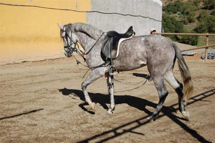Pura Raza Española Bella Finata - da hun var til træning hos Juan Martin i malaga billede 5