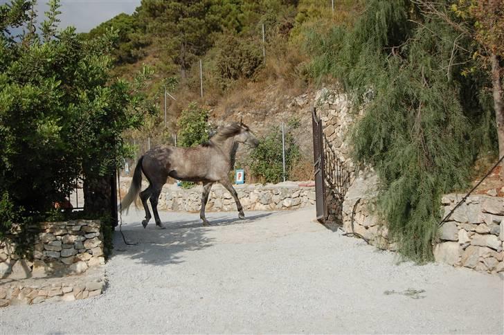Pura Raza Española Bella Finata - I spanien billede 6