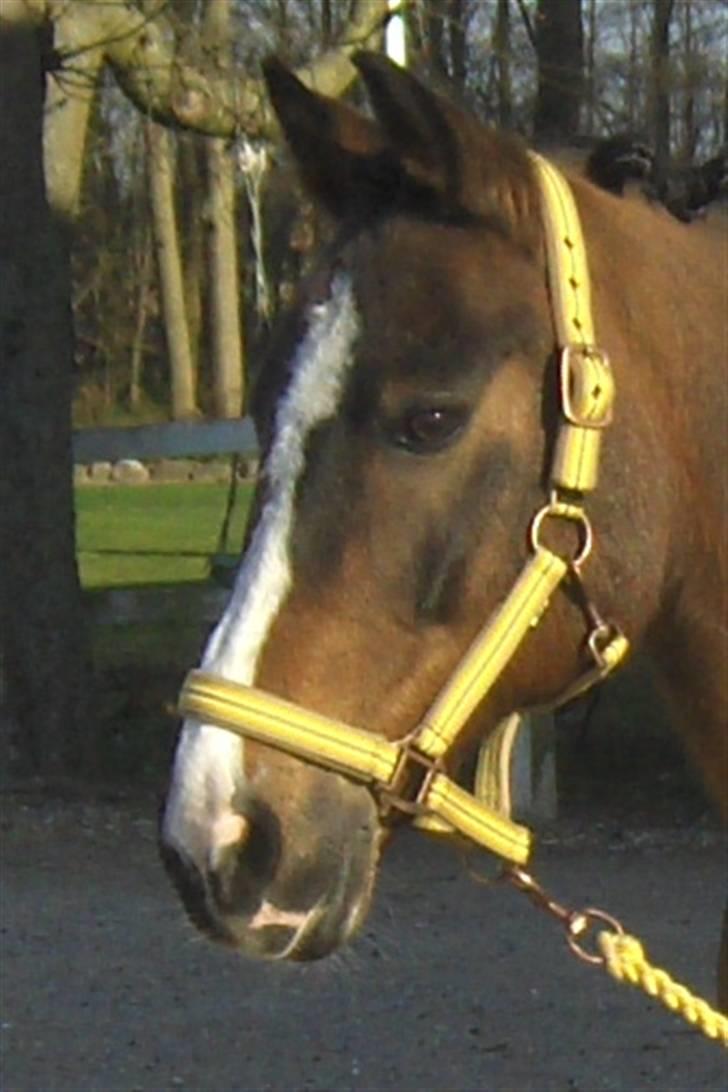 DSP Ringo   Død d. ( 10/9-14) - Ringo havde fået ny grime i anledningen af påsken billede 17