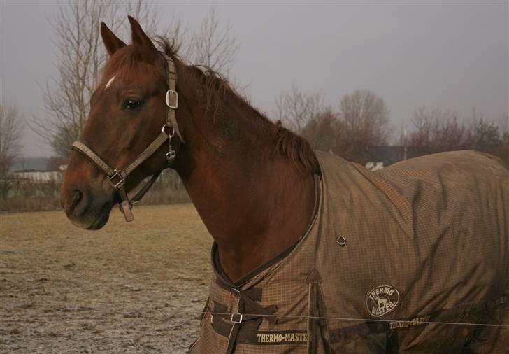 Hannoveraner Gaston - Nytår 2009 billede 19