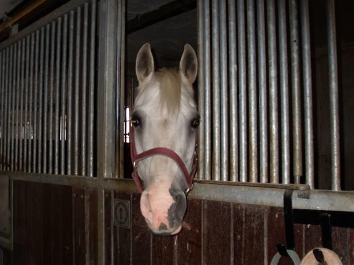 Welsh Cob (sec D) lana sds 35 R.I.P - lana i boks sød ikk <3 billede 8