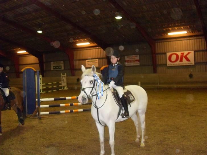 Welsh Cob (sec D) lana sds 35 R.I.P - til c-stævne  2.plads LB billede 12