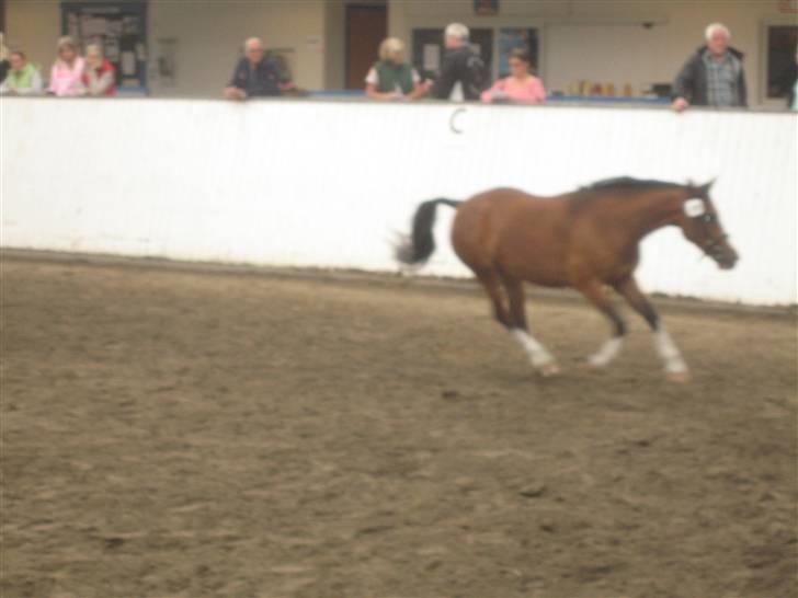 New Forest Solbakkens Silika Solgt - Silikas galop i ringen til kåring billede 10