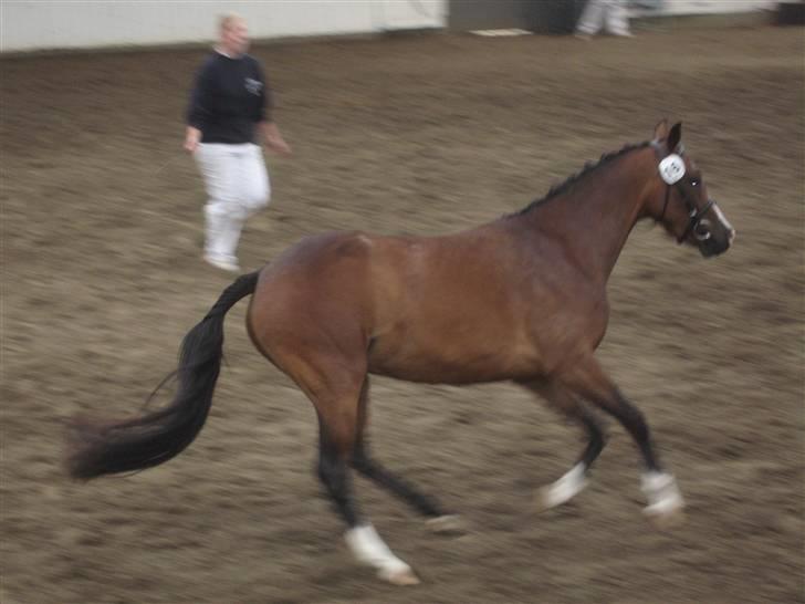 New Forest Vestergårds Silke Solgt - Silkes galop i ringen billede 12