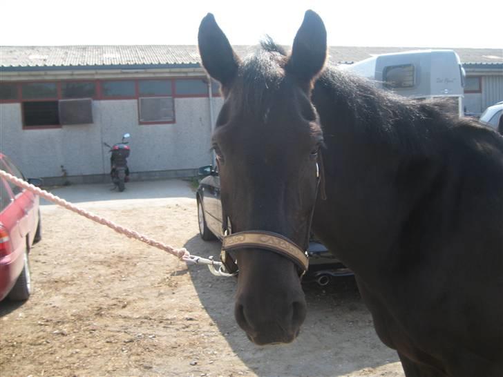 New Forest Roetie - Æseløre! chamerende:-) billede 3