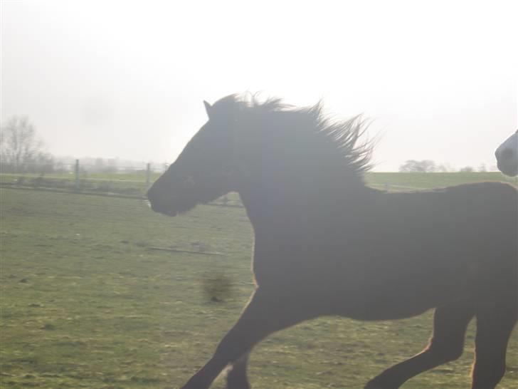Anden særlig race Moonlight *SOLGT* - også på banen :) billede 13