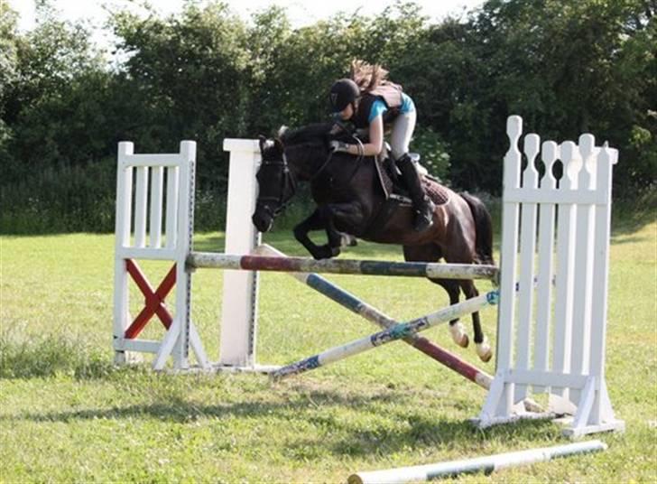 New Forest Roetie - Trænning ved Matilde Møller billede 4