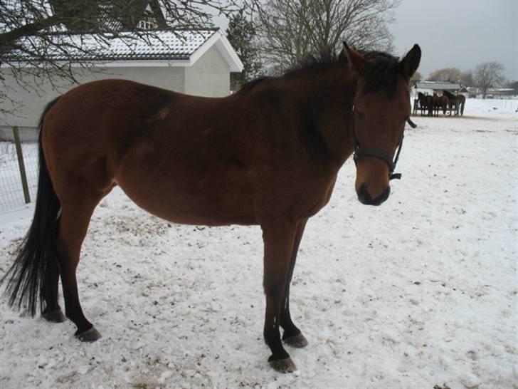 Dansk Varmblod Lobell <3 R.I.P <3 - MÅ IKKE KOPIERES billede 18