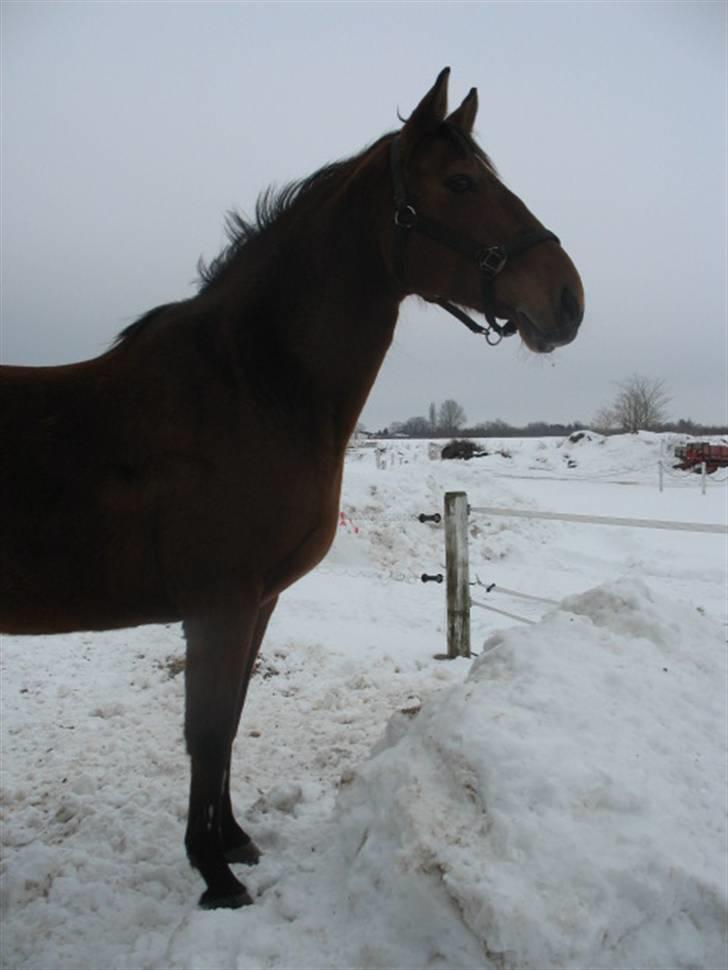 Dansk Varmblod Lobell <3 R.I.P <3 - MÅ IKKE KOPIERES billede 20