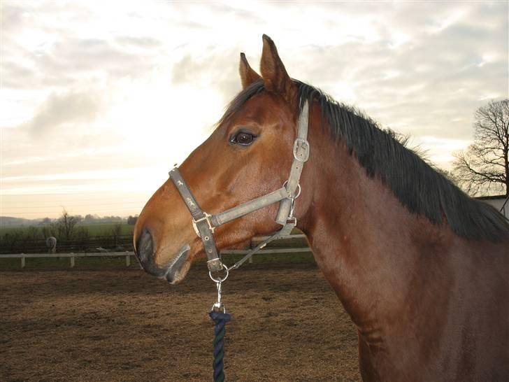 Dansk Varmblod Lobell <3 R.I.P <3 - MÅ IKKE KOPIERES billede 15