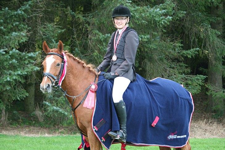 New Forest Baronessen Denver [solgt] - NF Bronze medalje Brønderslev 2010 billede 1