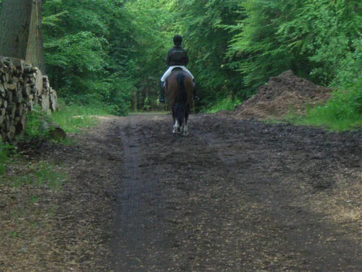 DSP Ringo   Død d. ( 10/9-14) - i skoven billede 19